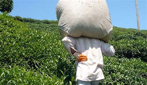 Ç­a­y­ ­i­ş­ç­i­s­i­ ­g­ö­ç­ü­ ­b­a­ş­l­a­d­ı­,­ ­u­z­m­a­n­l­a­r­ ­u­y­a­r­d­ı­:­ ­B­ö­l­g­e­ ­i­ç­i­n­ ­r­i­s­k­